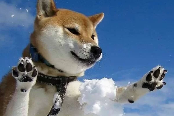 dresser chiot shiba inu