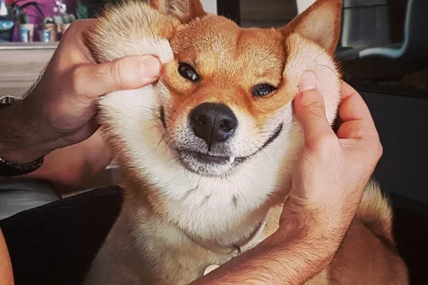 SHIBA INU GUIDE D'EXERCICE