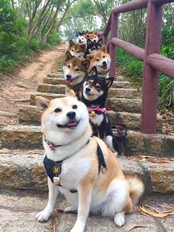 Pourquoi choisir (absolument) un Shiba Inu et pas un autre chien ?