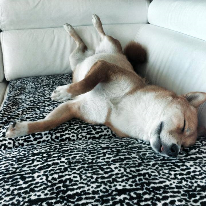 Shiba Inu Chiot