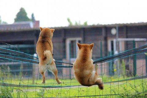 Un shiba inu peut-il retrouver sa maison