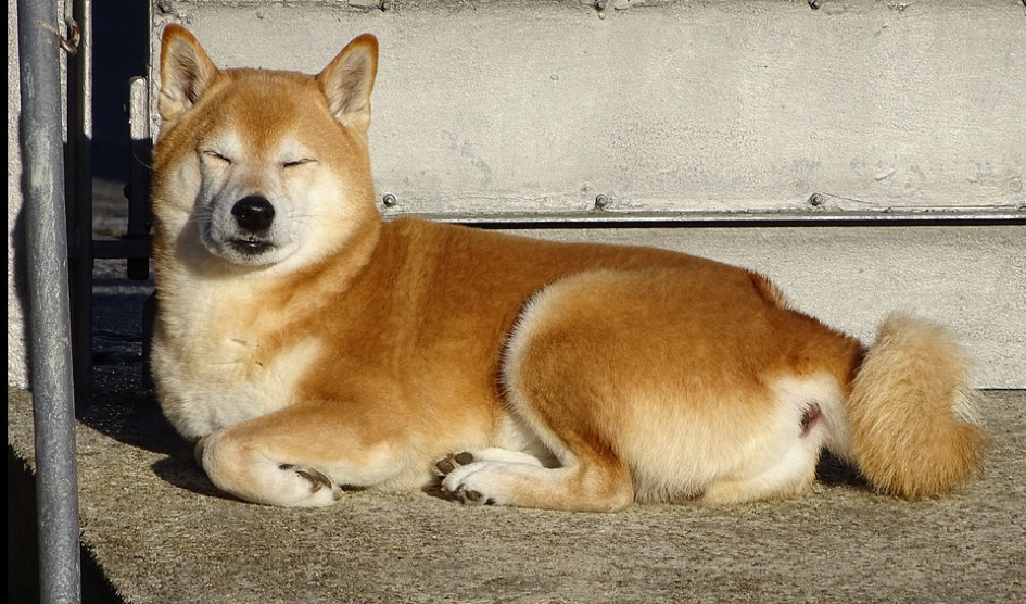 vrai caractère du Shiba Inu
