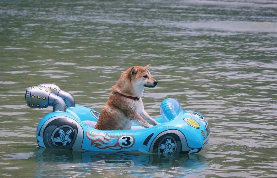 COMMENT COMPRENDRE LA PERSONNALITE DE SHIBA INU