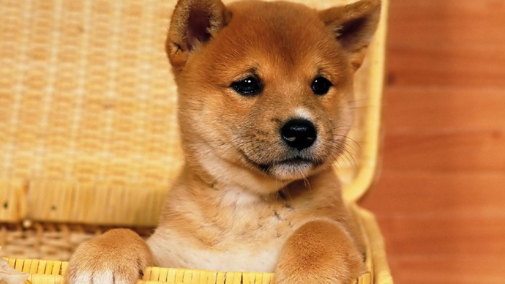 Chiot Japonais Shiba Inu