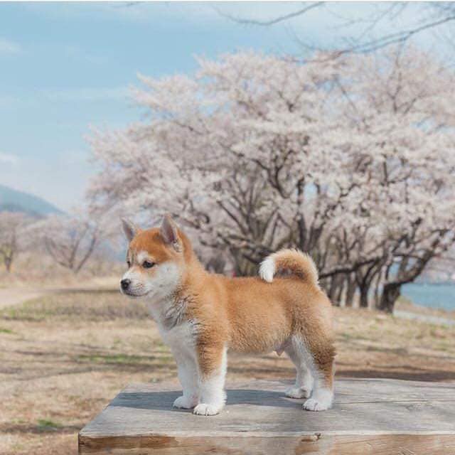 CHIENS Japonais SHIBA INU﻿