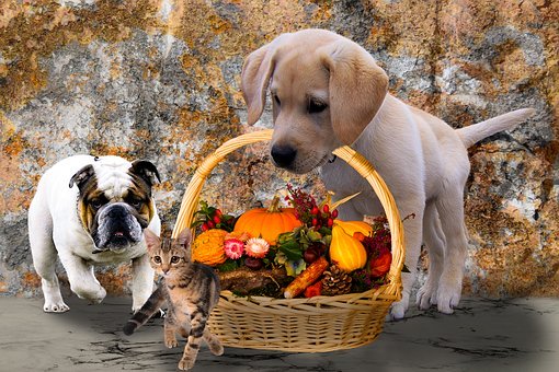 Des idées de déco pour les amoureux des chiens
