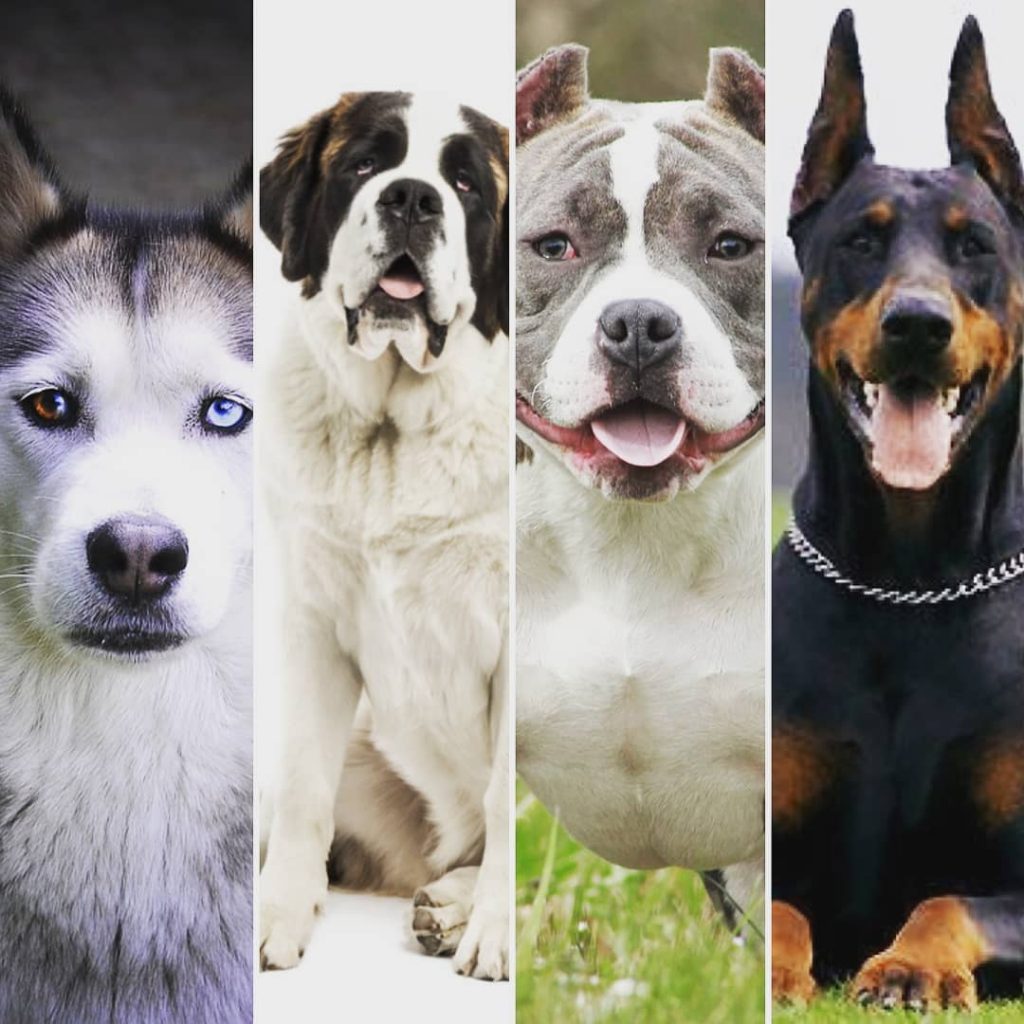 Quelle Race de Chien Choisir ?