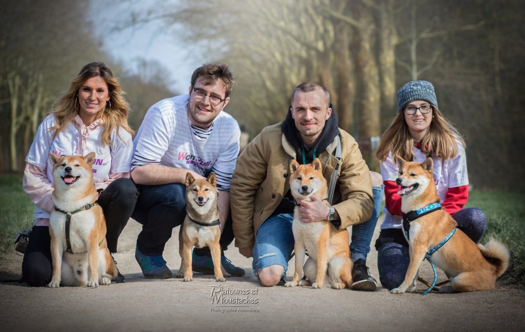 Shiba inu chiot