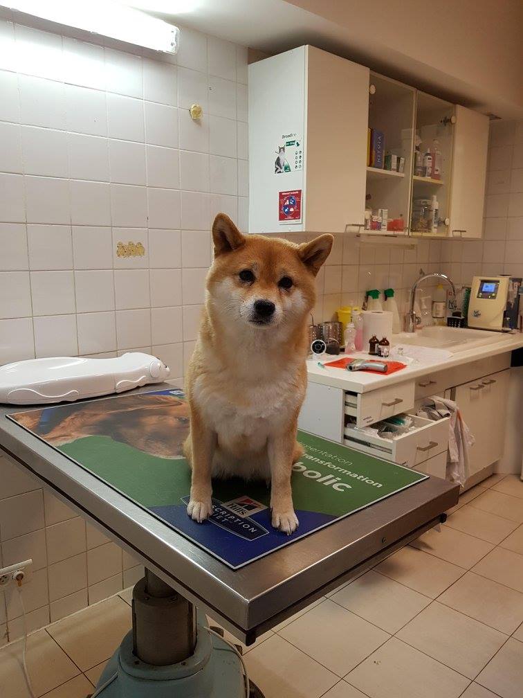 LES BONS REFLEXES A AVOIR QUAND SON CHIEN EST MALADE