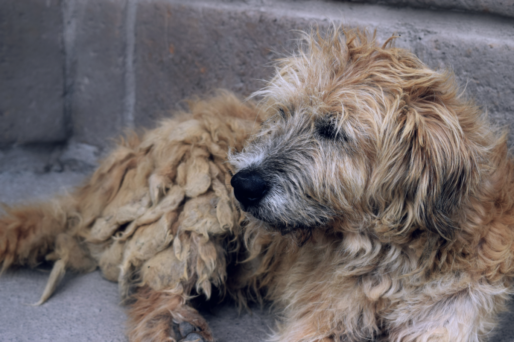Comment assurer un bon développement comportemental de son chiot