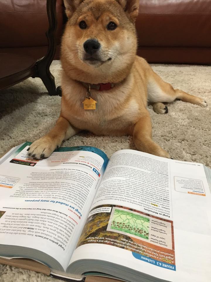 Alimentation chien shiba inu