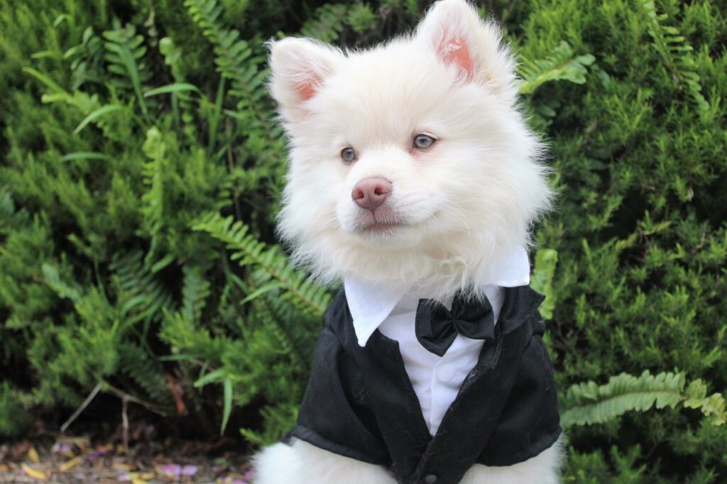 Comment coudre un nœud papillon pour chien