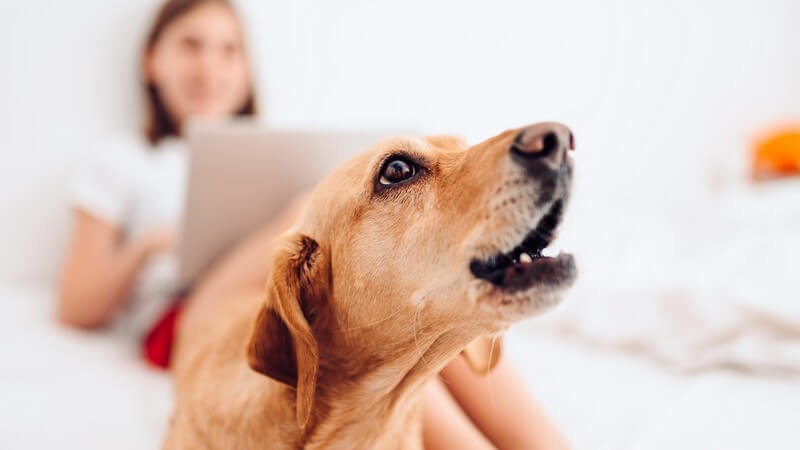 Comment empêcher un chien d'aboyer excessivement