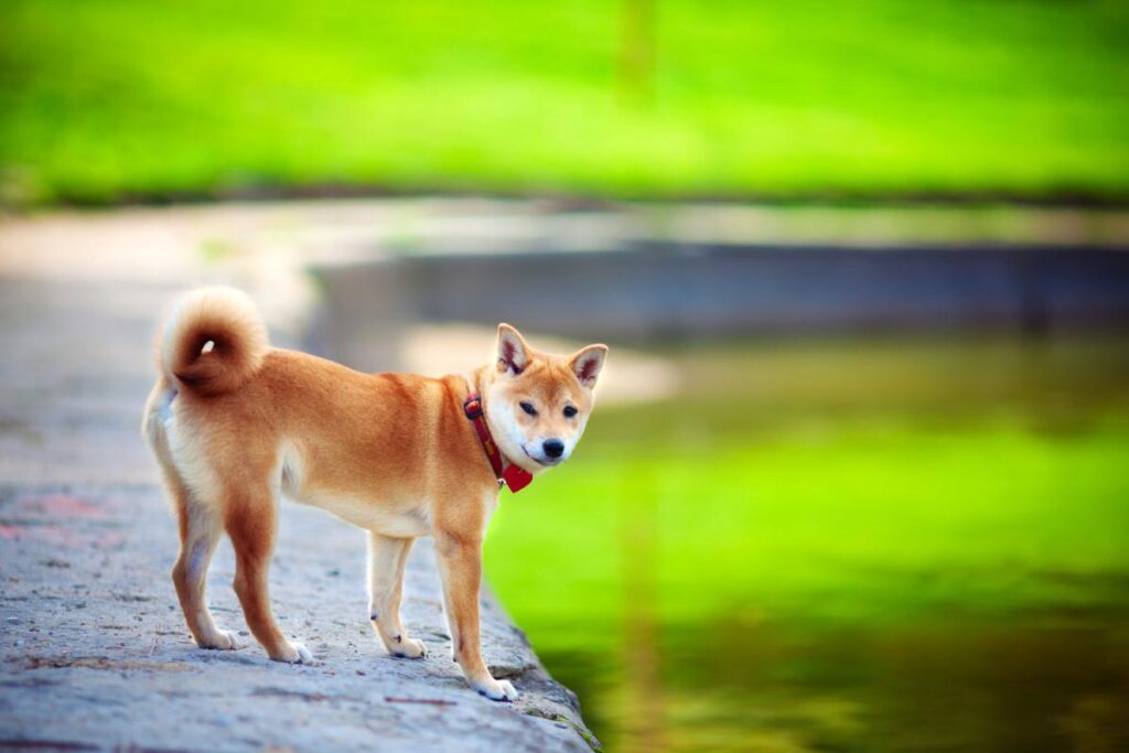 Comment éviter de perdre son Shiba